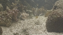 POISSON PORC EPIC, CHROMIS