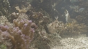 POISSON PORC EPIC, CHROMIS