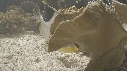 POISSON PORC EPIC, CHROMIS
