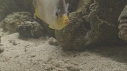 POISSON PAPILLON