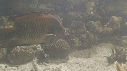 EPIBULE