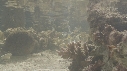 EPIBULE