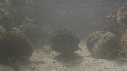 POISSON PIERRE