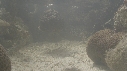 POISSON PIERRE
