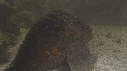 POISSON PIERRE