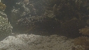 POISSON PIERRE