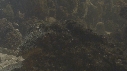 POISSON PIERRE