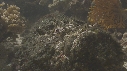 POISSON PIERRE