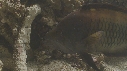 EPIBULE