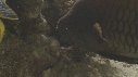 EPIBULE