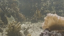 EPIBULE, RASCASSE