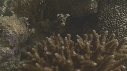 EPIBULE