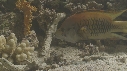 EPIBULE