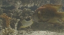 EPIBULE