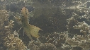 EPIBULE