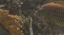 EPIBULE
