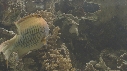 EPIBULE