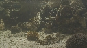 RASCASSE, EPIBULE