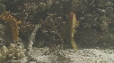 EPIBULE