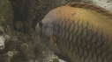 EPIBULE