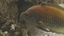 EPIBULE