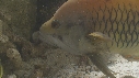 EPIBULE