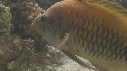 EPIBULE