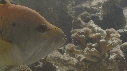 EPIBULE
