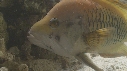 EPIBULE