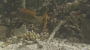 EPIBULE