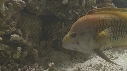 EPIBULE