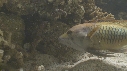 EPIBULE