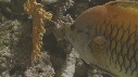 EPIBULE