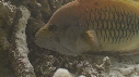 EPIBULE