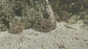 EPIBULE