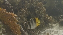 POISSON PAPILLON, EPIBULE