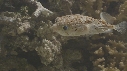 POISSON PORC EPIC