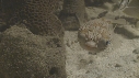POISSON PORC EPIC, POISSONS