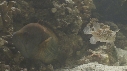 POISSON PORC EPIC