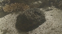 POISSON PIERRE