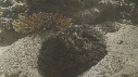 POISSON PIERRE