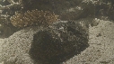POISSON PIERRE