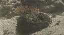 POISSON PIERRE
