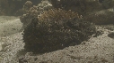 POISSON PIERRE