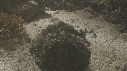 POISSON PIERRE