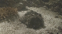 POISSON PIERRE