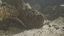 POISSON PIERRE