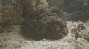 POISSON PIERRE