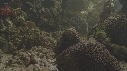POISSON SCORPION FEUILLE