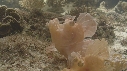 POISSON SCORPION FEUILLE